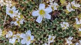 Imagem de Arenaria tetraquetra subsp. amabilis (Bory) H. Lindb. fil.