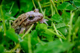 Image of Tyrrhenian Painted Frog