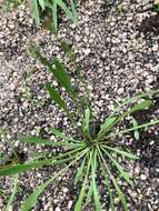 Image of Goodenia macbarronii R. Carolin