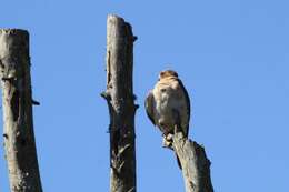 Image of Falco sparverius dominicensis Gmelin & JF 1788