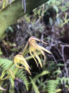 Image of Maxillaria montezumae (Arévalo & Christenson) Molinari