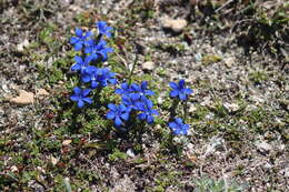 Image of Gentiana terglouensis subsp. schleicheri (Vacc.) Tutin