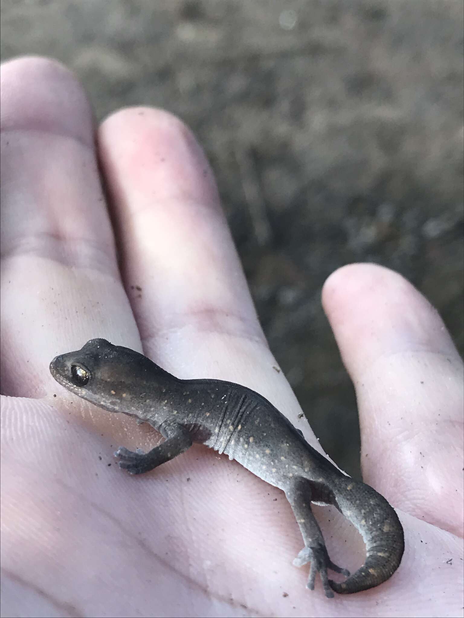 Image of Diplodactylus vittatus Gray 1832