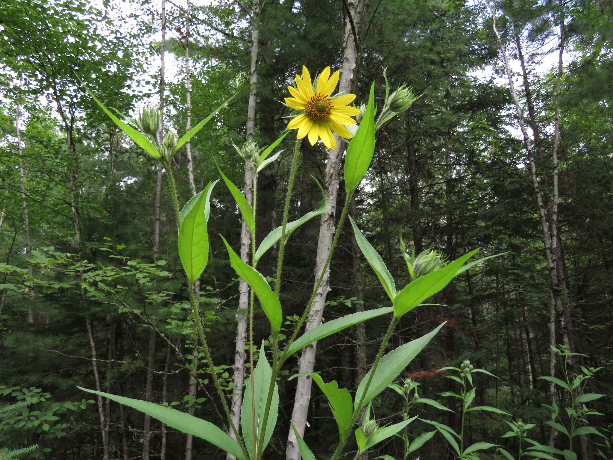 Image of giant sunflower