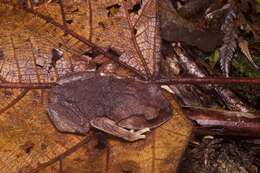 Image of Montane Litter Frog