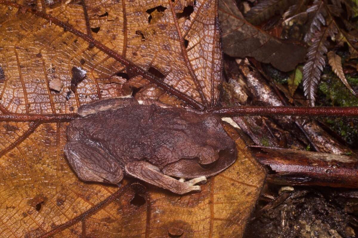 Image of Montane Litter Frog