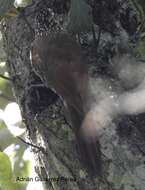 Image of White-striped Woodcreeper