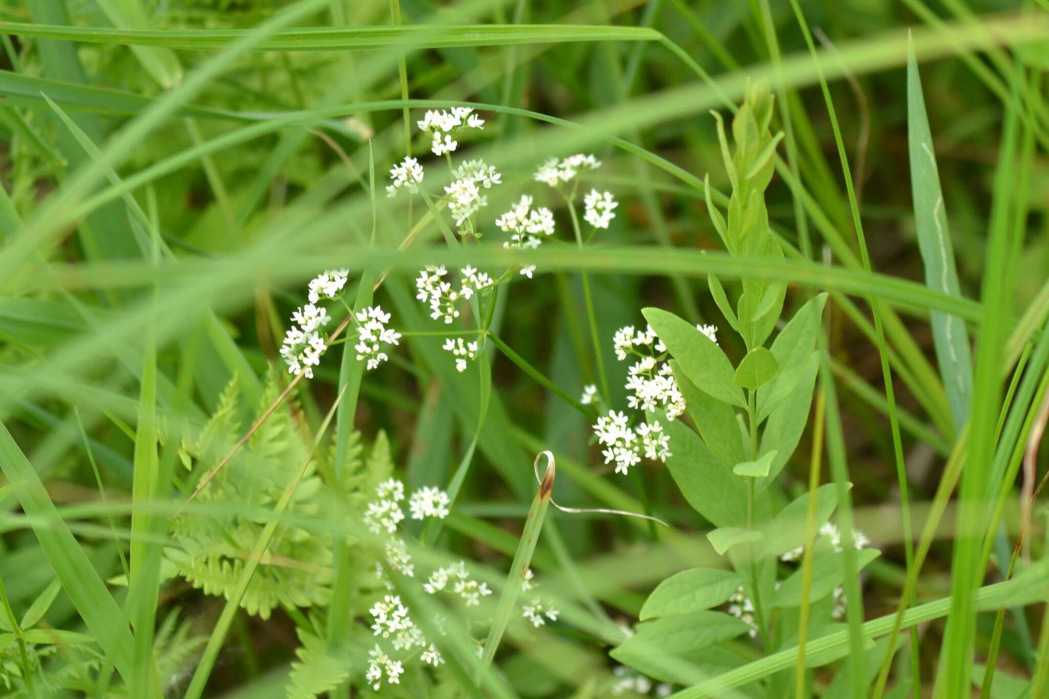 Galium labradoricum (Wiegand) Wiegand resmi