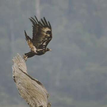 Image of Aquila audax fleayi Condon & Amadon 1954