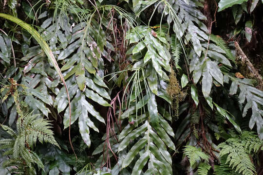 Plancia ëd Austroblechnum colensoi (Hook. fil.) Gasper & V. A. O. Dittrich