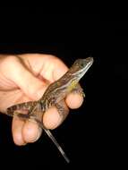 Image of Water  Anole