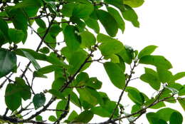 Image of Ficus colubrinae Standl.