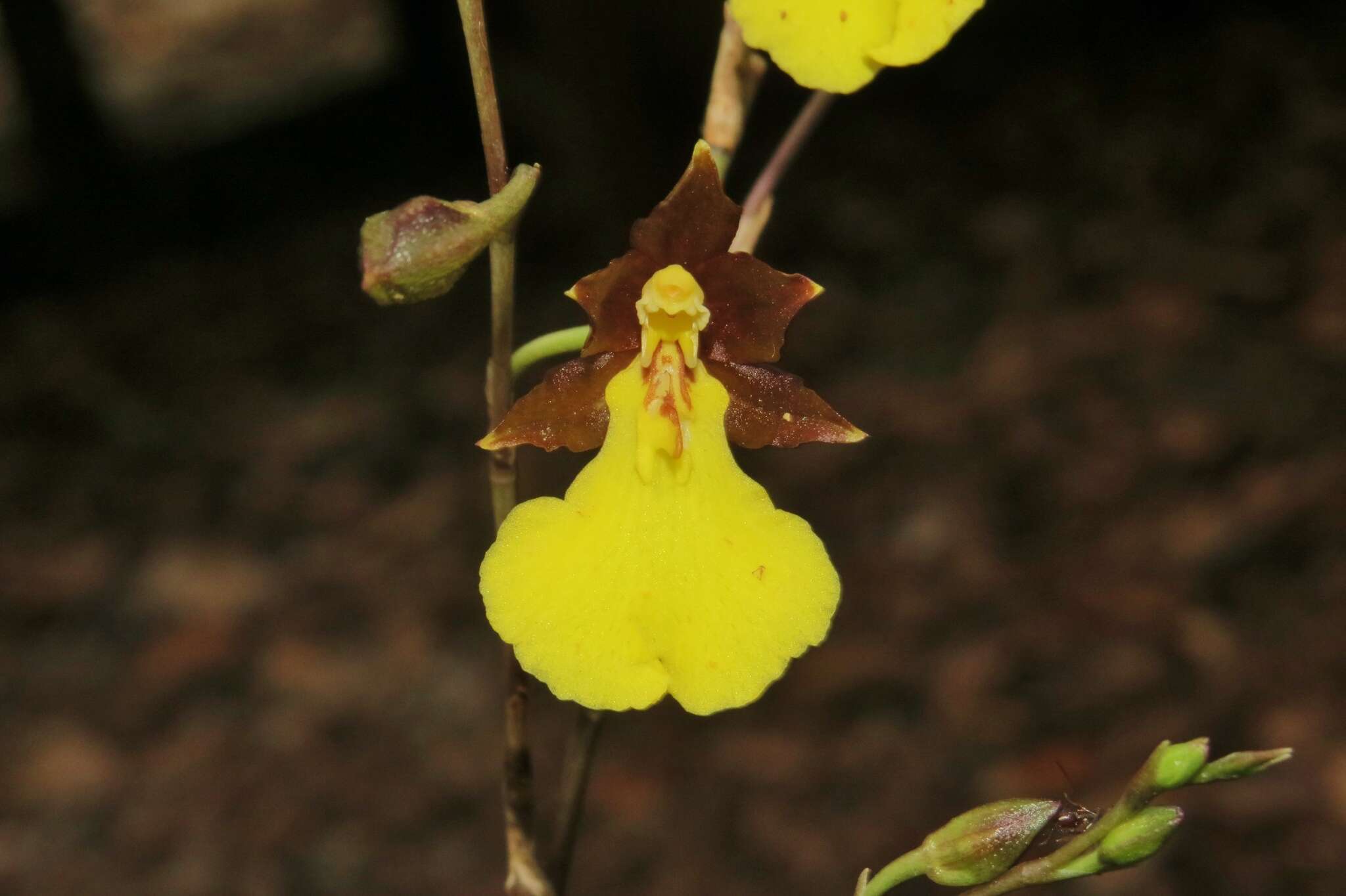 Image of Oncidium graminifolium (Lindl.) Lindl.