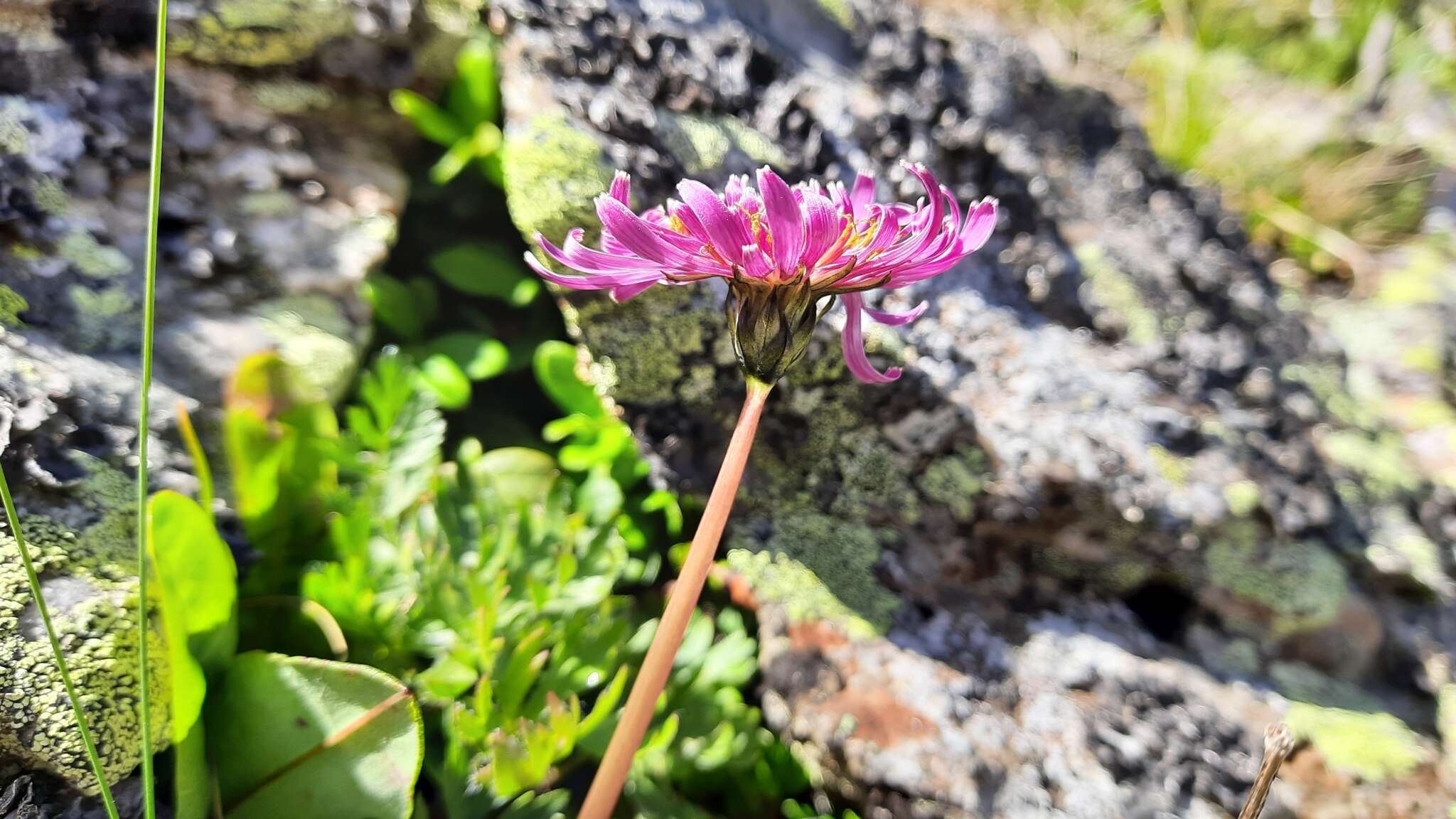 Sivun Taraxacum porphyranthum Boiss. kuva