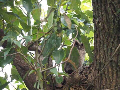 صورة Otus lettia glabripes (Swinhoe 1870)