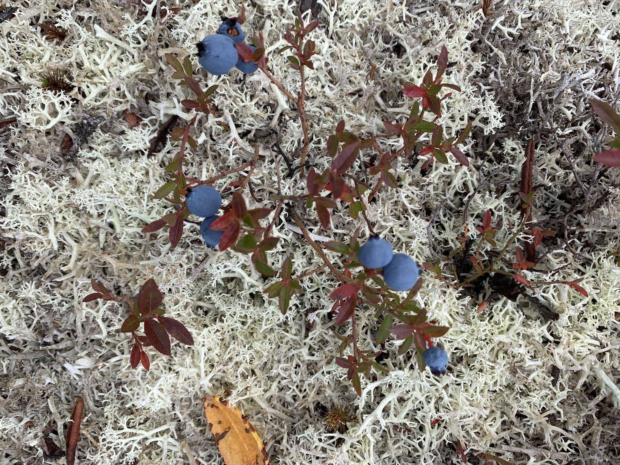 Image of northern blueberry