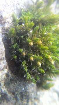 Image of orthotrichum moss