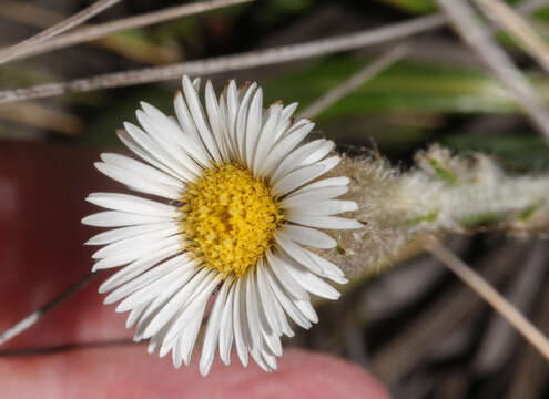 Image of Oritrophium peruvianum (Lam.) Cuatrec.