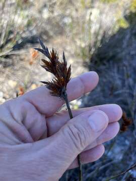 Image of Thamnochortus fraternus Pillans