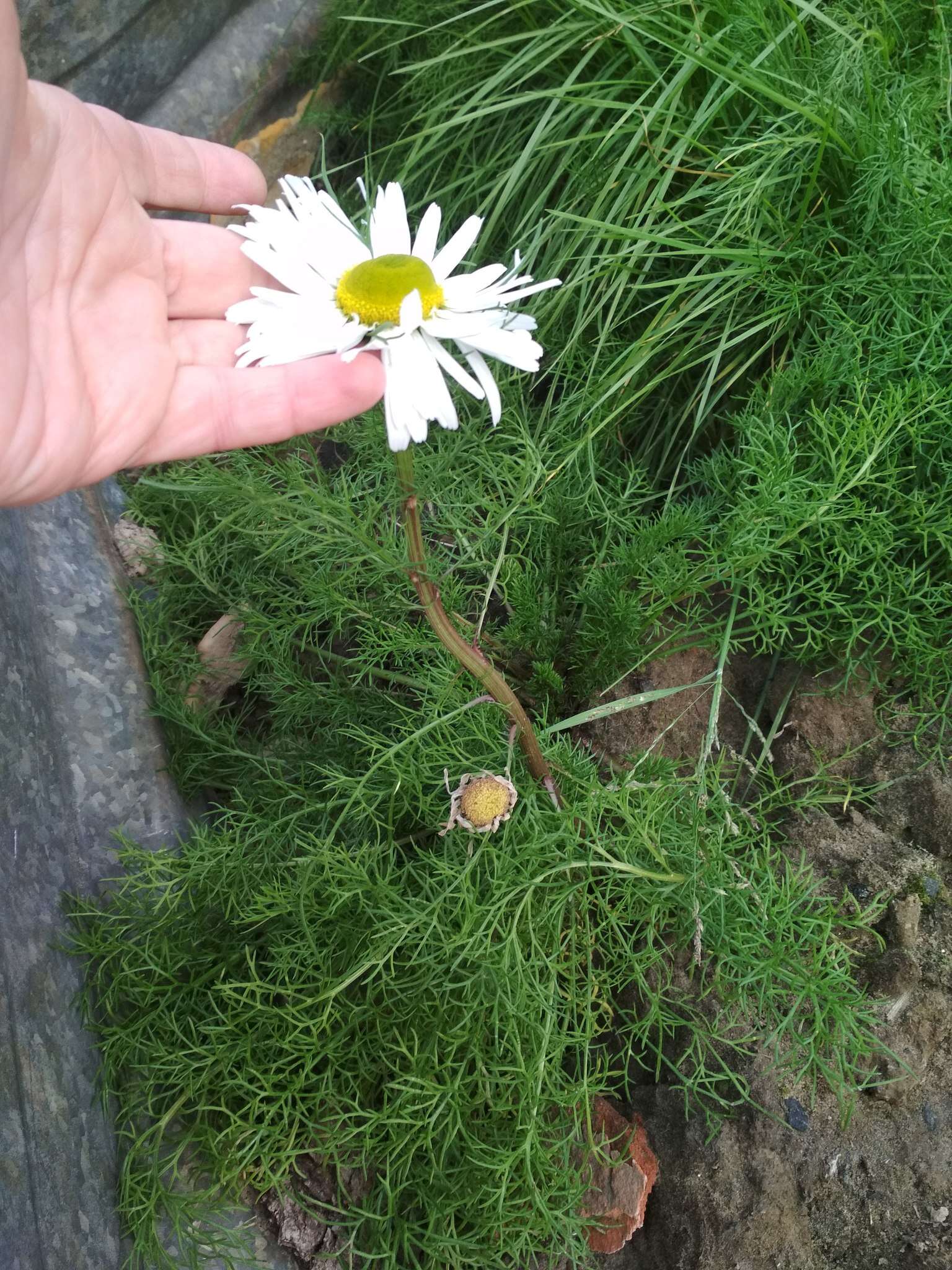 Image of Tripleurospermum subpolare Pobed.