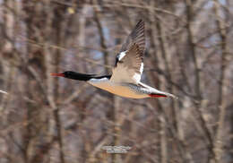 Image of Chinese Merganser