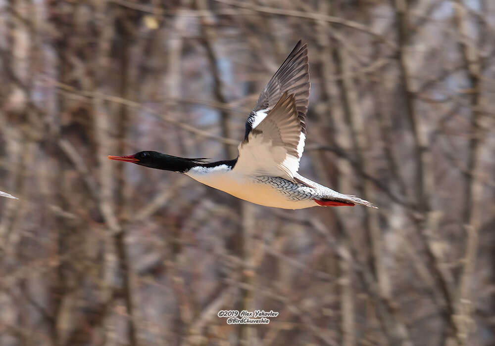 Image of Chinese Merganser