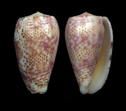 Image of Conus adamsonii Broderip 1836