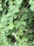 Image of Vitis ficifolia Bunge