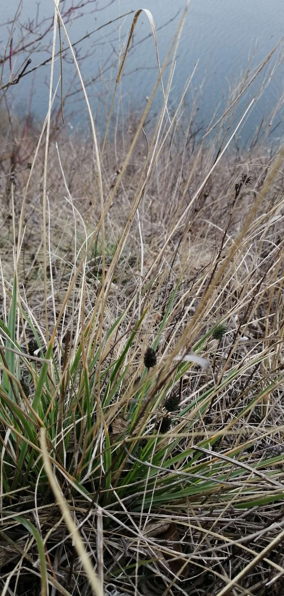 Image of Blue-green moor grass