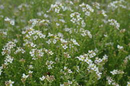 Image of Crambe aspera M. Bieb.