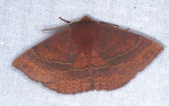 Anthela repleta (Walker 1855)的圖片