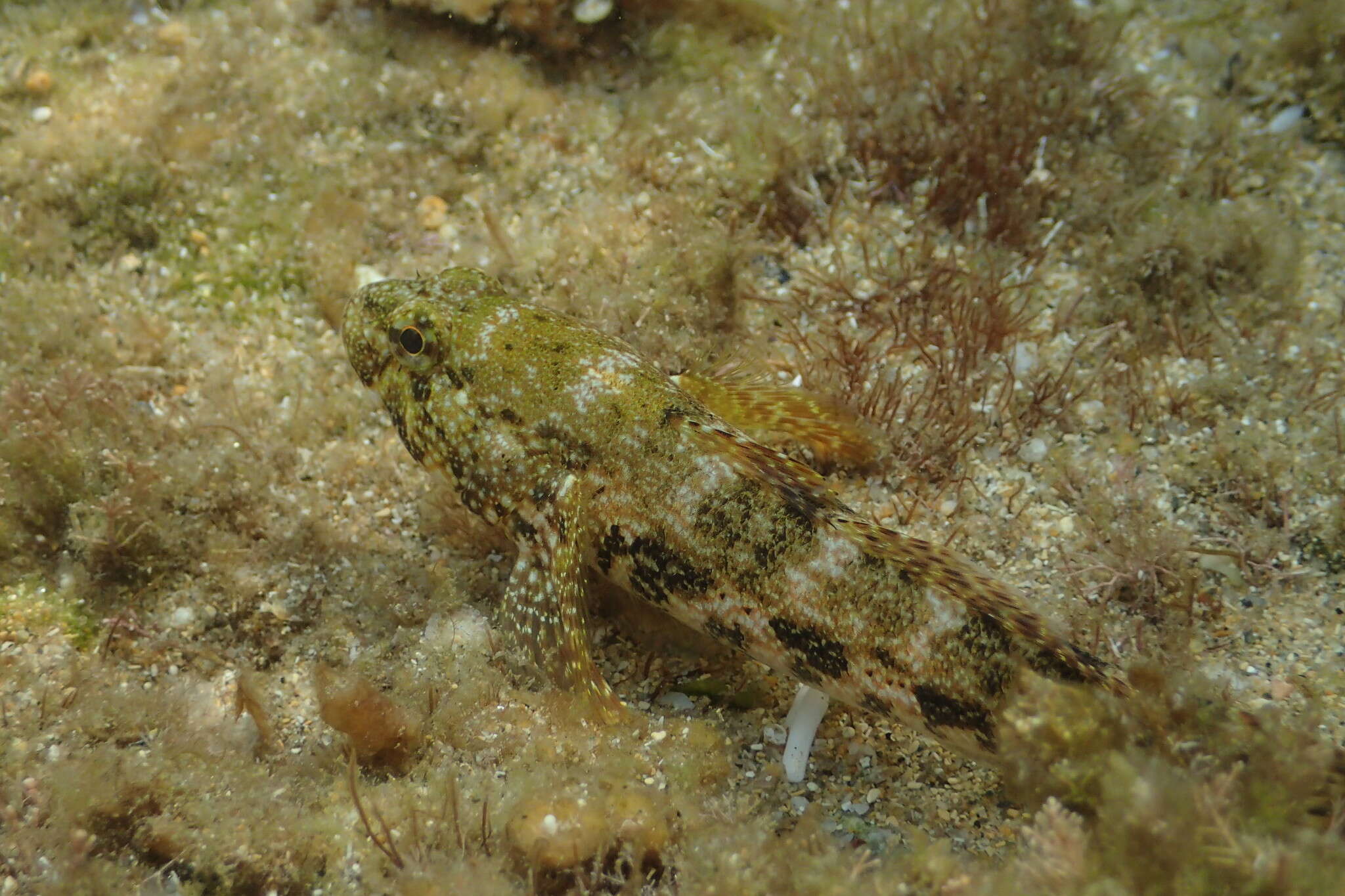 Image of Giant goby