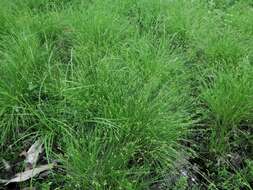 Image of prickly bog sedge