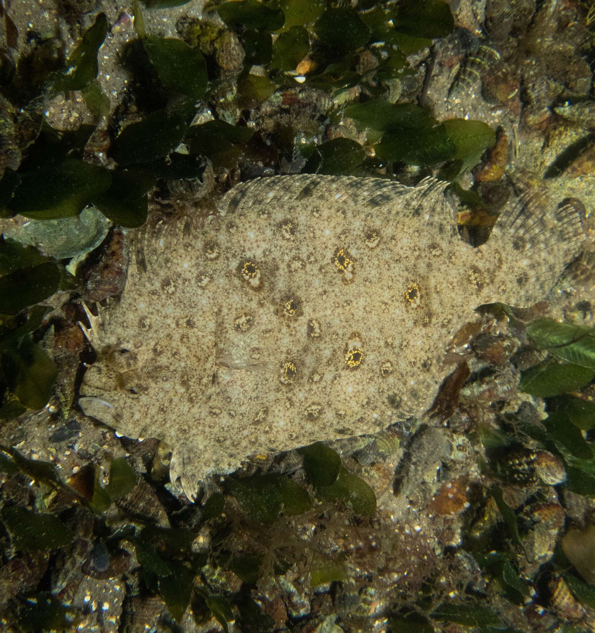 Image of Jenyn&#39;s flounder