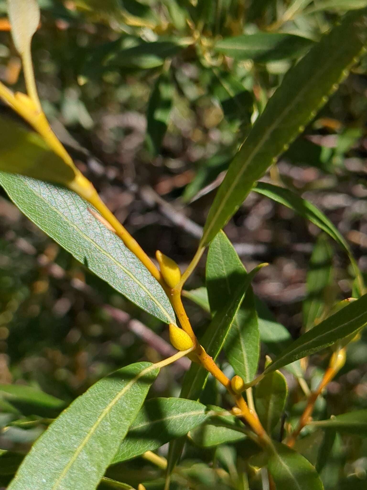 Salix lemmonii Bebb的圖片