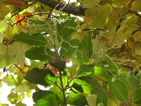 Image of Citharexylum mocinoi D. Don