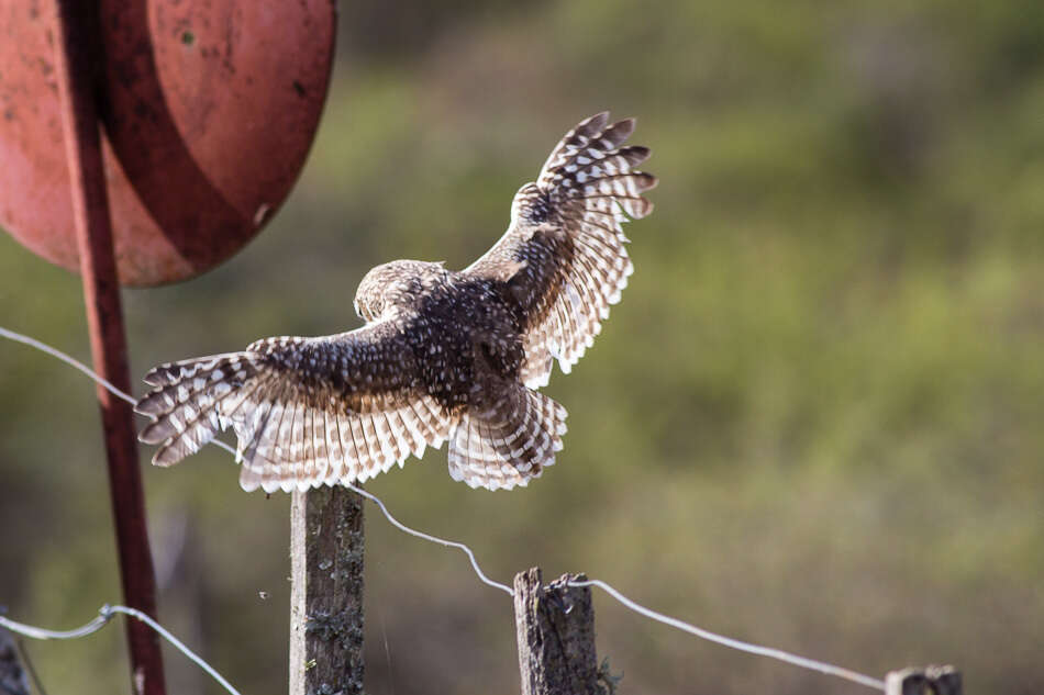 Image of Burrowing Owl