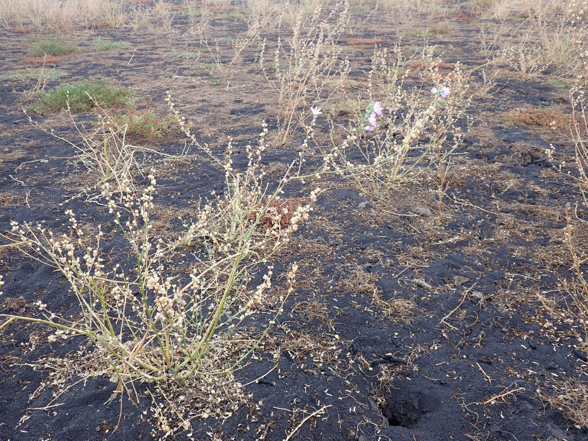 Image of Malva weinmanniana (Besser ex Rchb.) Conran