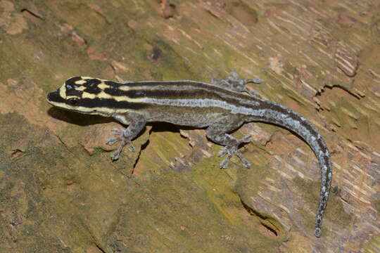 صورة Lygodactylus mombasicus Loveridge 1935