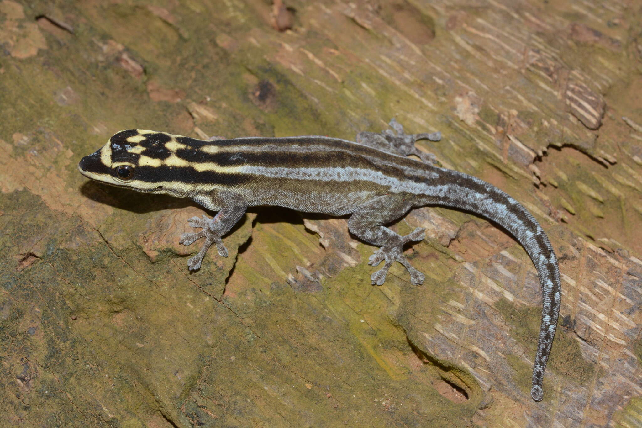 صورة Lygodactylus mombasicus Loveridge 1935