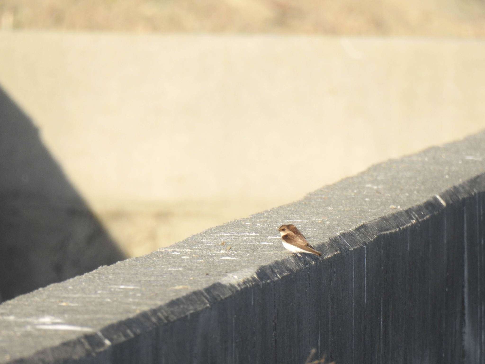 Image of Grey-throated Martin