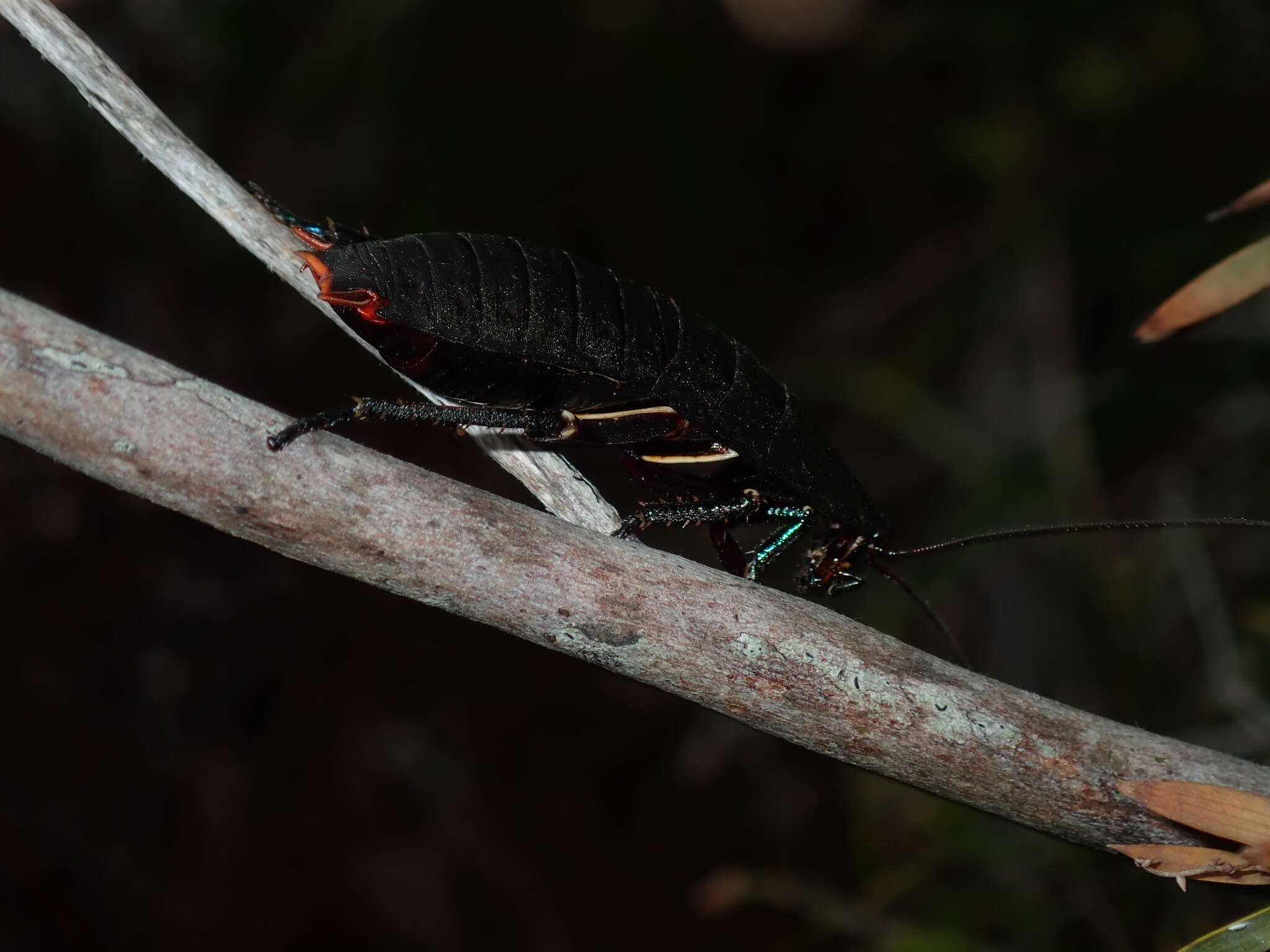 Image of Polyzosteria invisa Walker & F. 1868