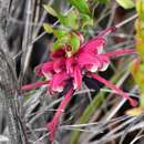 Plancia ëd Grevillea baueri subsp. asperula Mc Gill.