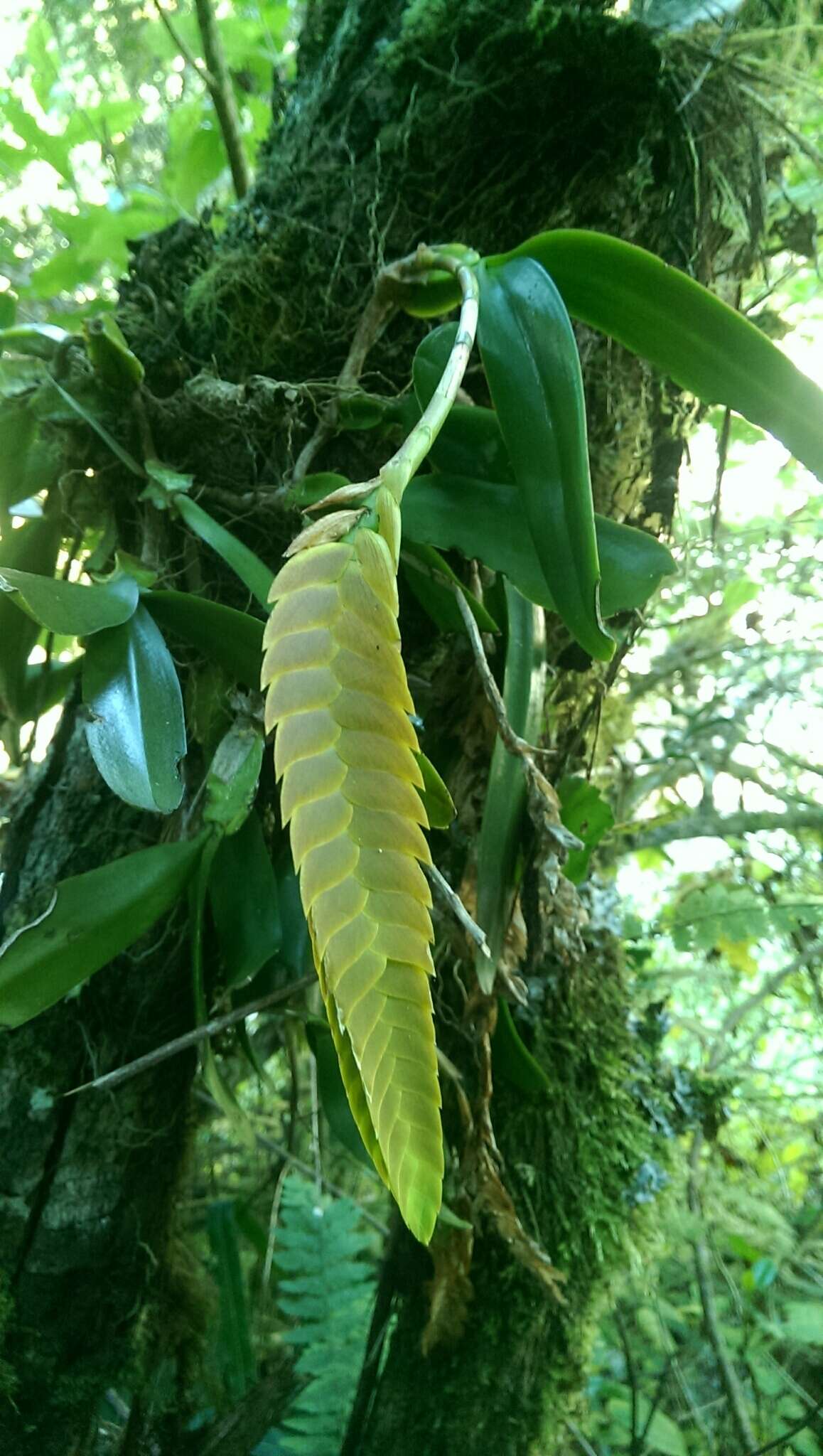 Image of Bulbophyllum occultum Thouars