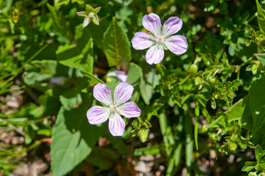 Image of Geranium hayatanum Ohwi