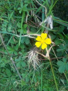 Image of creeping cinquefoil