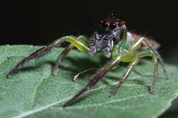 Artabrus erythrocephalus (C. L. Koch 1846) resmi