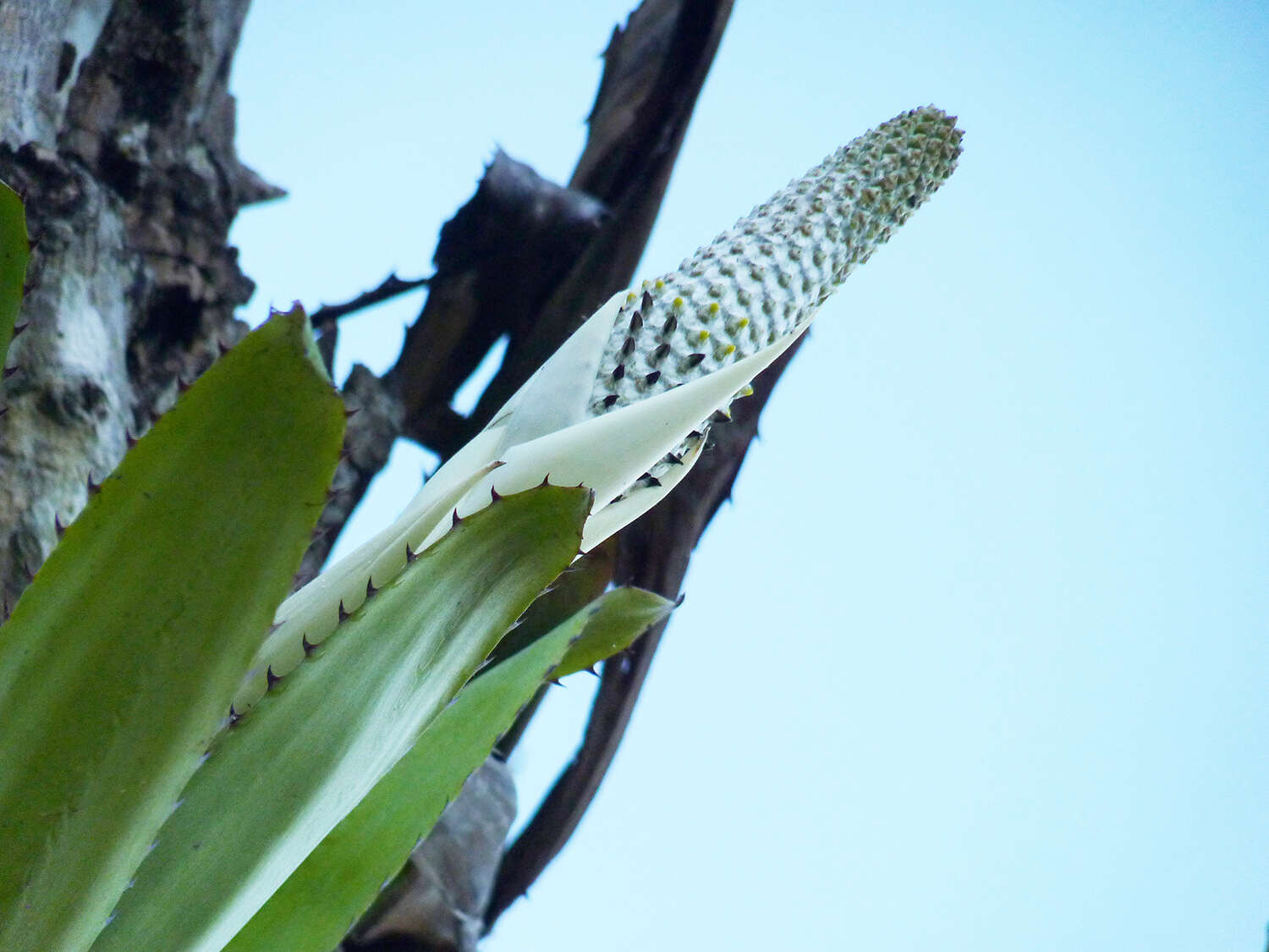 Image of Aechmea bromeliifolia (Rudge) Baker ex Benth. & Hook. fil.