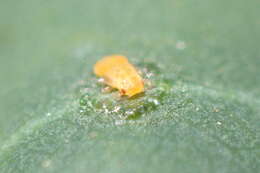 Image of Red gum lerp psyllid