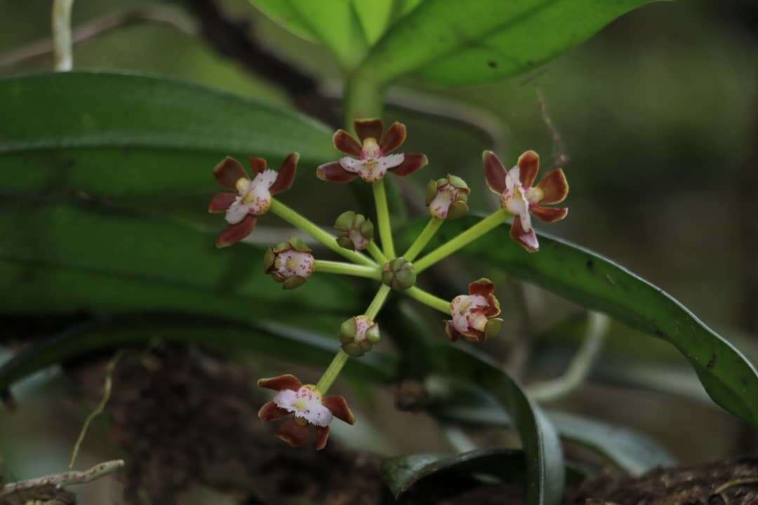 Image of Gastrochilus acutifolius (Lindl.) Kuntze